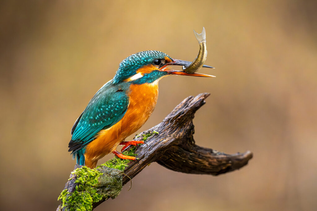 Naturzentrum thurauen, Hotel Allegra Lodge, Zurich Airport, achesa Group