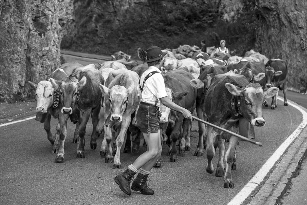 Kuehe mit Glocken auf der Strasse und im Vordergrund ein junger Mann, der die Tiere zusammenhaelt.